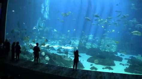 georgia aquarium webcam ocean voyager